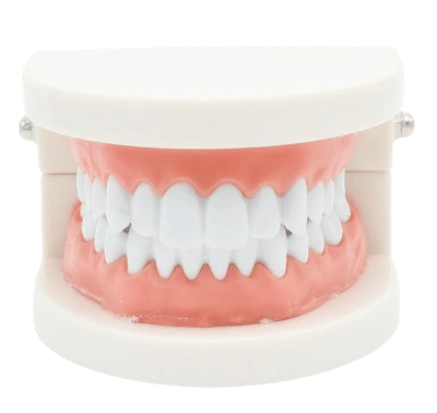 Machoire d'entrainement strass dentaire  ma formation strass